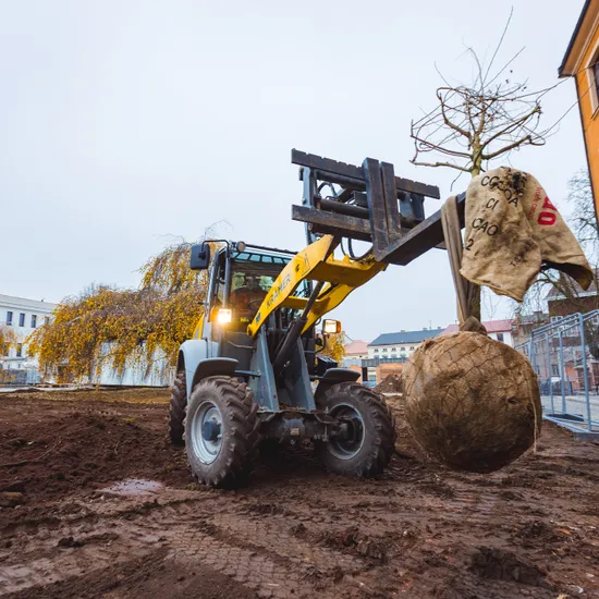 Výsadba vzrostlých stromů Výsadba vzrostlých stromů